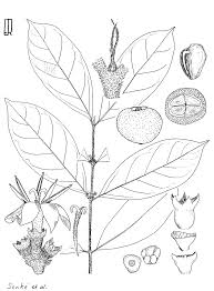 Image result for Tricalysia sp. E