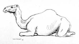 The complete camel drawing tutorial in one image. Natural History Magazine