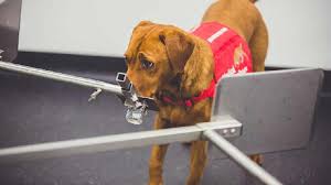 Tumors enlarge the prostate gland so that it presses on the urethra prostate cancer is a common problem in older male dogs. Milton Keynes Cancer Sniffing Dogs Can Detect Most Lethal Form Of Prostate Cancer New Study Shows Mkfm 106 3fm Radio Made In Milton Keynes