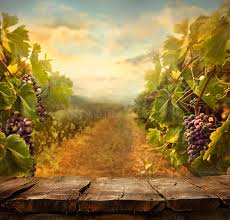 Our backyard designers are located throughout the states of connecticut and new york, and we are committed to helping you find new and fun uses for your yard. 225 997 Vineyard Photos Free Royalty Free Stock Photos From Dreamstime