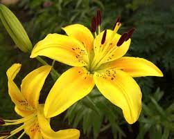 Tiger Lily My Favorite Flower Tiger Lily Plant Tiger Lily Flower Pictures
