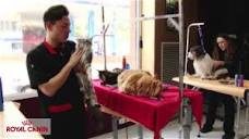 Peluquería canina y felina - Reportajes Royal Canin - YouTube