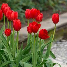 Tulip Arcade White Flower Farm Planting Tulips Tulips