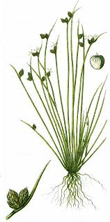Image result for Isolepis setacea