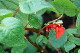 Image result for Impatiens nyungwensis