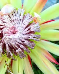 El Kali Auf Instagram I M Very Pleased To See That All Of The Proteacynaroides Are Growing And Constantly Blooming With The Fir Botanischer Garten Garten