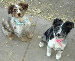 American Blue Heeler Black And White Spicey The Aussie Shepherd Blue Heeler Cute Baby Animals Australian Shepherd Blue Heeler Australian Shepherd