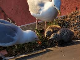 Why Do You Never See A Baby Seagull Quora