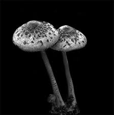 Black And White Mushroom Silver Sunrise Still Life Photography Elephant Ride Black White Photos