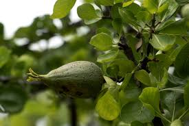 Image result for Gardenia volkensii