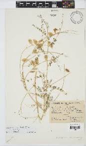 Image result for Lycium schizocalyx