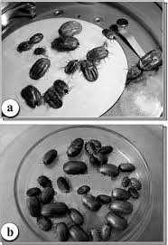 The premise of all of these discussions is that essential. A Appearance Of Healthy Female Hyalomma Dromedarii Ticks B After Download Scientific Diagram