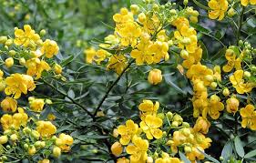 Image result for Cassia thyrsoidea