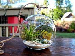 Hanging Air Plant Terrarium Kit Ii Hanging Air Plants Air Plant Terrarium Terrariums Kits