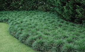 3 Green Mondo Grass Ophiopogon Japonicus In 4 Inch Pot Nice And Full Well Rooted Mondo Grass Ground Cover Plants Grasses Landscaping
