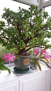 How To Grow And Look After A Money Tree Plant With Flowers Money Tree Plant Trees To Plant Money Trees