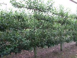 We have an extensive range of fruit trees all chosen for their flavour and includes apples, pears, plums and cherries, together with more unusual fruits such as mulberries, medlars, figs. Espalier Trees Instant Hedging Solutions Instahedge