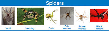 A black widow spider on a leaf. Pests We Treat Technical Papers Nj Homeowners Guide To Spiders