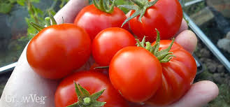 We did not find results for: Growing Tomatoes In Cooler Climates