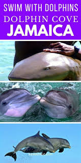 Swim With Dolphins At Dolphin Cove Montego Bay Jamaica Travel Montego Bay Caribbean Travel