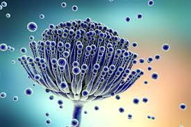 Aspergillus was first catalogued in 1729 by the italian priest and biologist pier antonio micheli. From Aspergillus To Antifungal Resistance An Interview With Cornelia Lass Florl Infectious Diseases Hub