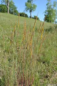 Image result for Trachypogon