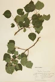 Image result for Salicaceae