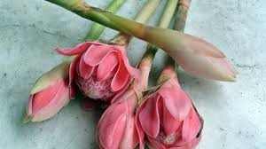 Maybe you would like to learn more about one of these? Tak Cuma Cantik 5 Jenis Bunga Ini Juga Bisa Dimakan Ada Mawar Hingga Kecombrang Halaman All Tribun Travel