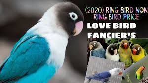 Top 16 Love Birds Price Love Birds Price In India Youtube