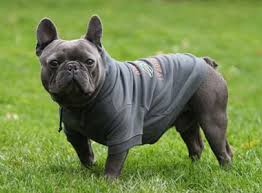 The akc lists that the french bulldog breed has a lifespan of 11 to 13 years. Why French Bulldogs Are Not Christmas Presents Puppy Toob