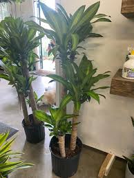 Image result for Dracaena fragrans