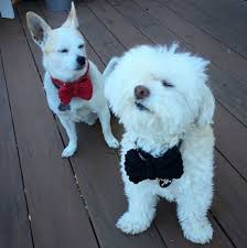 Dog Dance Party Peter Himmelman To Benefit The Milo Foundation