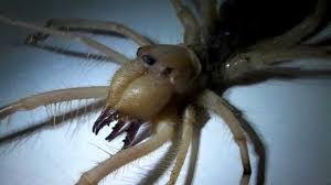 The most dangerous spider in the world fights a mouse. Camel Spiders Can Kill You And Other Camel Spider Myths Youtube