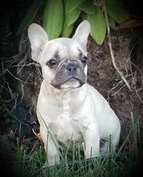 Please consider rescuing a derserving french bulldog. Faux French Bulldog Puppies 2 Females For Sale In Olympia Washington Classified Americanlisted Com