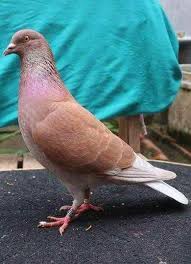 Burung dara kipas tergolong unik, karena ekornya yang menyerupai seperti kipas. Makanan Burung Merpati Balap Dan Tinggi Binatang Peliharaan