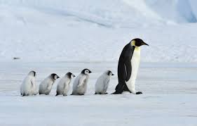 Penguins wallpapers in ultra hd or 4k. Wallpaper Father Family Mother Emperor Penguins Images For Desktop Section Zhivotnye Download