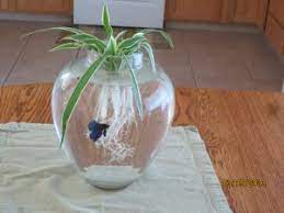 meet dorothy spider plants indoor water garden inside garden