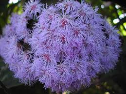 Image result for Bartlettina