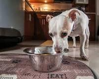My Dog Ate Raw Chicken: What Should I Do? | Hill's Pet