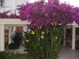 Maar er zijn ook struiken die rijk bloeien! Een Van De Vele Mooie Bloeiende Struiken Picture Of Hotel Samara Torba Tripadvisor
