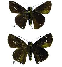 Image result for Cyphia erecta