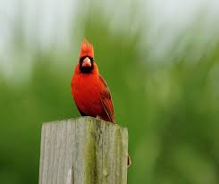 Cardinal Birds