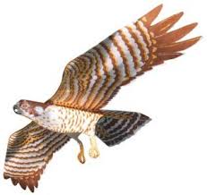 Browse alibaba.com for buying a lifelike hawk decoy to aid you in your jungle hunts. Predator Decoys
