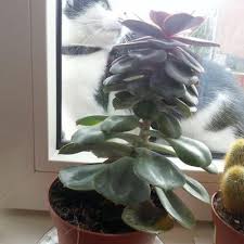 Purple and green leaf succulent plant. Unknown Succulent With Pink Green Leaves