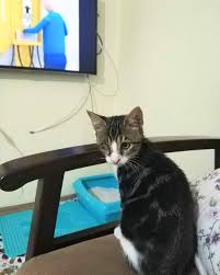 Tv Keyfi Cat Cats Catstagram Cutecat Catofday Catoftheday Catslife Prettycat Meow Cats Of World Cats Of Instagram Catlove Catsloverclub In Kedi