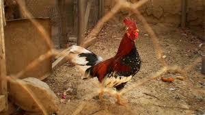 Permainan ninja kami sungguh sangat enak untuk dimainkan temukan gamenya disini diantara game ninja tidak kalah seru dengan game ninja heroes, ninja monoha, game ninja warrior, game. Tragis Ayam Jago Sayat Leher Majikan Sendiri Hingga Tewas Di Desa Lothunur Suara Bekaci