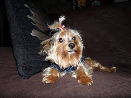 Female Yorkie Lost Missing From Elmhurst Queens Since May 15th The Dog Got Lost Between Denman Street Whitney Avenue In Elmhurst Dogs Yorkie Losing A Dog