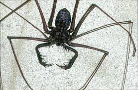 L Amblypyge Ou Araignee Scorpion Video 2tout2rien Araignee Scorpion Art