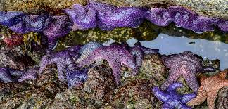 Image result for Xyris peteri