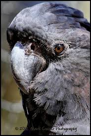 Bird With Large Beak My What A Large Beak You Have Cockatoo Bird Feathers Birds